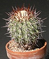 Нажмите на изображение для увеличения.

Название:	Copiapoa-lembckei.jpg
Просмотров:	308
Размер:	80.0 Кб
ID:	385100