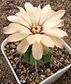 Нажмите на изображение для увеличения.

Название:	Gymnocalycium paediophyllum.jpg
Просмотров:	379
Размер:	137.8 Кб
ID:	385107