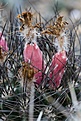Нажмите на изображение для увеличения.

Название:	Neochilenia taltalensis.jpg
Просмотров:	326
Размер:	128.7 Кб
ID:	385109