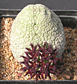 Нажмите на изображение для увеличения.

Название:	Pseudolithos eylensis.jpg
Просмотров:	177
Размер:	110.5 Кб
ID:	385111