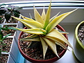 Нажмите на изображение для увеличения.

Название:	limifolia.jpg
Просмотров:	434
Размер:	145.3 Кб
ID:	385121