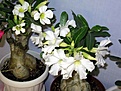 Нажмите на изображение для увеличения.

Название:	IMG_0300-v.jpg
Просмотров:	189
Размер:	45.5 Кб
ID:	385136