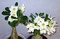 Нажмите на изображение для увеличения.

Название:	IMG_0331-ss.jpg
Просмотров:	173
Размер:	45.1 Кб
ID:	385137
