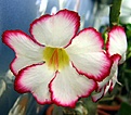 Нажмите на изображение для увеличения.

Название:	IMG_9722-ss.jpg
Просмотров:	190
Размер:	29.6 Кб
ID:	385144