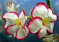 Нажмите на изображение для увеличения.

Название:	IMG_9748-tt.jpg
Просмотров:	182
Размер:	38.6 Кб
ID:	385145