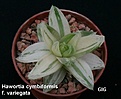 Нажмите на изображение для увеличения.

Название:	Hawortia_cymbiformis_f.variegata.JPG
Просмотров:	210
Размер:	62.6 Кб
ID:	385183