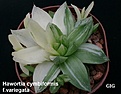 Нажмите на изображение для увеличения.

Название:	Hawortia_cymbiformis_f.variegata_1.JPG
Просмотров:	211
Размер:	44.3 Кб
ID:	385184