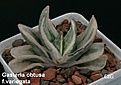 Нажмите на изображение для увеличения.

Название:	Gasteria_obtusa_variegata.JPG
Просмотров:	245
Размер:	58.0 Кб
ID:	385185