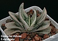 Нажмите на изображение для увеличения.

Название:	Gasteria_obtusa_variegata.JPG
Просмотров:	220
Размер:	58.0 Кб
ID:	385185