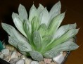 Нажмите на изображение для увеличения.

Название:	coopericv_Variegata_-th.jpg
Просмотров:	424
Размер:	5.2 Кб
ID:	385191