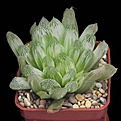 Нажмите на изображение для увеличения.

Название:	Haworthia cooperi v pilifera var.jpg
Просмотров:	403
Размер:	20.4 Кб
ID:	385192