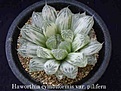 Нажмите на изображение для увеличения.

Название:	Haworthia cymbiformis var. pilifera.jpg
Просмотров:	402
Размер:	19.0 Кб
ID:	385193
