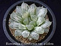 Нажмите на изображение для увеличения.

Название:	Haworthia cymbiformis var. pilifera.jpg
Просмотров:	343
Размер:	19.0 Кб
ID:	385193