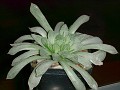 Нажмите на изображение для увеличения.

Название:	Haworthiacoopericv_Variegata14-th.jpg
Просмотров:	408
Размер:	4.6 Кб
ID:	385194