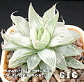 Нажмите на изображение для увеличения.

Название:	Haworthia_cv_Grey_Ghost.jpg
Просмотров:	380
Размер:	94.7 Кб
ID:	385196