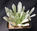 Нажмите на изображение для увеличения.

Название:	H. obtusa var pilifera_variegata.jpg
Просмотров:	255
Размер:	91.1 Кб
ID:	385200