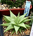 Нажмите на изображение для увеличения.

Название:	Haworthia_ubomboensis_IMG_1829.jpg
Просмотров:	232
Размер:	150.4 Кб
ID:	385211