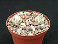 Нажмите на изображение для увеличения.

Название:	Haworthia_cooperi_Ex_Brian_Makin.jpg
Просмотров:	266
Размер:	177.8 Кб
ID:	385212
