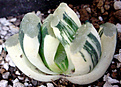 Нажмите на изображение для увеличения.

Название:	Haworthia truncata var. владелец  Renny Hosogai.jpg
Просмотров:	219
Размер:	90.6 Кб
ID:	385213