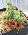 Нажмите на изображение для увеличения.

Название:	Huernia_pillansii_IMG_1923.jpg
Просмотров:	161
Размер:	138.6 Кб
ID:	385216