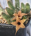 Нажмите на изображение для увеличения.

Название:	Huernia_pillansii_IMG_1927.jpg
Просмотров:	180
Размер:	162.2 Кб
ID:	385217