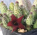 Нажмите на изображение для увеличения.

Название:	Huernia_x_Cocklebur _IMG_1934.jpg
Просмотров:	174
Размер:	160.0 Кб
ID:	385218