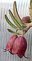 Нажмите на изображение для увеличения.

Название:	Stapelia_wilmaniae_IMG_1940.jpg
Просмотров:	169
Размер:	79.6 Кб
ID:	385219