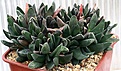 Нажмите на изображение для увеличения.

Название:	Gasteria_sp_cv_Monstrosa_IMG_2462.jpg
Просмотров:	167
Размер:	76.4 Кб
ID:	385243