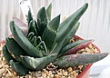 Нажмите на изображение для увеличения.

Название:	Gasteria_sp_cv_Monstrosa_cf_Aloe_IMG_2465.jpg
Просмотров:	168
Размер:	73.6 Кб
ID:	385244