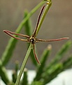 Нажмите на изображение для увеличения.

Название:	Caralluma sp arachnoidea Specks India 1.JPG
Просмотров:	157
Размер:	85.9 Кб
ID:	385251