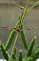 Нажмите на изображение для увеличения.

Название:	Caralluma sp arachnoidea Specks India 2.JPG
Просмотров:	158
Размер:	86.9 Кб
ID:	385252