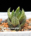 Нажмите на изображение для увеличения.

Название:	Haworthia_coarctata_f.variegata.jpg
Просмотров:	216
Размер:	68.6 Кб
ID:	385261