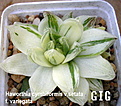 Нажмите на изображение для увеличения.

Название:	Haworthia_cymbiformis_v.setata_variegata.jpg
Просмотров:	223
Размер:	109.7 Кб
ID:	385262