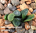 Нажмите на изображение для увеличения.

Название:	Haworthia_maughanii_variegata.jpg
Просмотров:	219
Размер:	84.3 Кб
ID:	385263