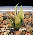 Нажмите на изображение для увеличения.

Название:	Haworthia_retusa_variegata.jpg
Просмотров:	213
Размер:	94.4 Кб
ID:	385264