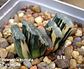 Нажмите на изображение для увеличения.

Название:	Haworthia_truncata_variegata.jpg
Просмотров:	206
Размер:	116.4 Кб
ID:	385265