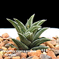 Нажмите на изображение для увеличения.

Название:	Haworthia_viscosa_torquata_2.jpg
Просмотров:	218
Размер:	96.6 Кб
ID:	385266