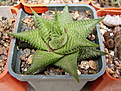 Нажмите на изображение для увеличения.

Название:	H.limifolia 1.jpg
Просмотров:	280
Размер:	169.1 Кб
ID:	385269