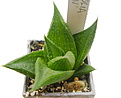 Нажмите на изображение для увеличения.

Название:	H.limifolia -Green-.JPG
Просмотров:	236
Размер:	48.9 Кб
ID:	385270