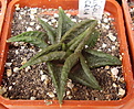 Нажмите на изображение для увеличения.

Название:	H.limifolia v.arcana.jpg
Просмотров:	285
Размер:	111.3 Кб
ID:	385274