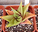 Нажмите на изображение для увеличения.

Название:	H.limifolia v.keihtii.jpg
Просмотров:	231
Размер:	91.0 Кб
ID:	385275