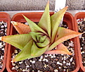 Нажмите на изображение для увеличения.

Название:	H.limifolia v.keihtii.jpg
Просмотров:	274
Размер:	91.0 Кб
ID:	385275