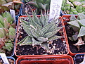 Нажмите на изображение для увеличения.

Название:	H.limifolia v.striata.jpg
Просмотров:	277
Размер:	111.7 Кб
ID:	385276
