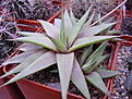 Нажмите на изображение для увеличения.

Название:	H.limifolia v.ubomboense.jpg
Просмотров:	281
Размер:	91.5 Кб
ID:	385277