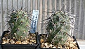 Нажмите на изображение для увеличения.

Название:	Tephrocactus_alexanderi_bruchii_P509_2-5seed_IMG_2136.jpg
Просмотров:	1223
Размер:	107.9 Кб
ID:	385279