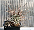 Нажмите на изображение для увеличения.

Название:	Tephrocactus_aoracanthus_ZJ166_3seed_IMG_2113.jpg
Просмотров:	1229
Размер:	113.2 Кб
ID:	385280