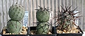 Нажмите на изображение для увеличения.

Название:	Tephrocactus_geometricus_Fiambala_2-5seed_IMG_2178.jpg
Просмотров:	1247
Размер:	104.4 Кб
ID:	385281