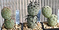 Нажмите на изображение для увеличения.

Название:	Tephrocactus_geometricus_Loro Huasi_2-5seed_IMG_2181.jpg
Просмотров:	1239
Размер:	116.6 Кб
ID:	385282