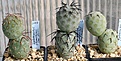 Нажмите на изображение для увеличения.

Название:	Tephrocactus_geometricus_Loro Huasi_2-5seed_IMG_2181.jpg
Просмотров:	1104
Размер:	116.6 Кб
ID:	385282