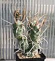 Нажмите на изображение для увеличения.

Название:	Tephrocactus_articulatus_papyracanthus_4veg_IMG_2128.jpg
Просмотров:	1149
Размер:	113.6 Кб
ID:	385283